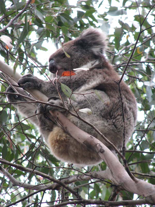 Koala